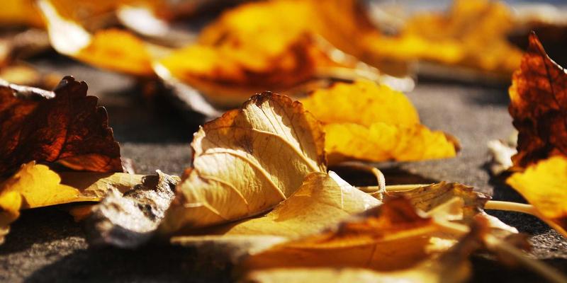 PSK开发区投资指南：工业园土地出让价格与厂房租赁成本全解析