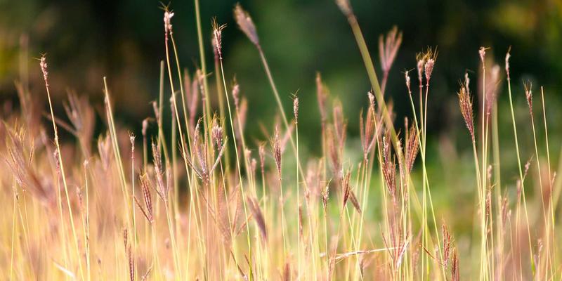 聚焦主导产业强链补链：深度解析PSK开发区产业链“链长制”的运作机制与企业服务创新